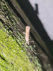 Parapediasia teterrellus