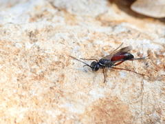 Agenioideus nubecula