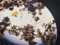 Bacillaria paxillifera