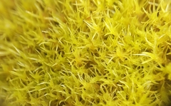 Racomitrium sudeticum
