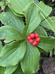 Cornus canadensis