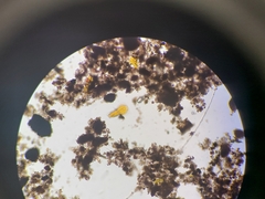 Bacillaria paxillifera