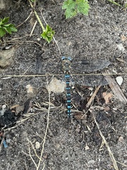 Aeshna mixta