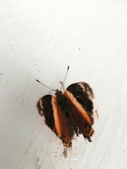 Hypanartia godmanii