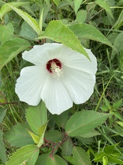 Hibiscus moscheutos