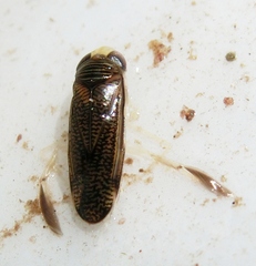 Corixini