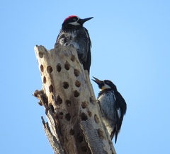 Melanerpes formicivorus