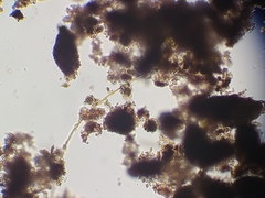 Bacillaria paxillifera