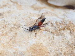 Agenioideus nubecula