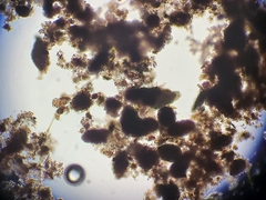 Bacillaria paxillifera