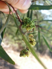 Acacia provincialis