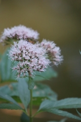 Eupatorium cannabinum