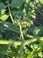 Solanum lycopersicum