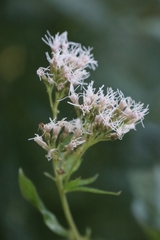 Eupatorium cannabinum