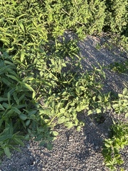 Solanum lycopersicum