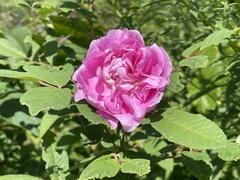 Rosa rugosa