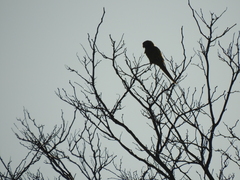 Thectocercus acuticaudatus