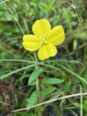 Ludwigia maritima