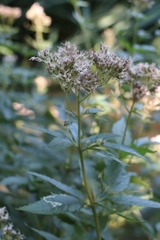 Eupatorium cannabinum
