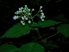 Ageratina roanensis