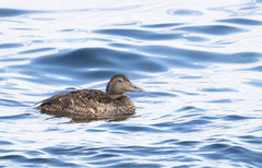 Somateria mollissima