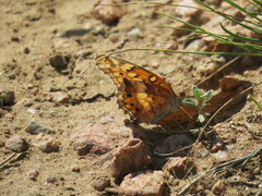 Euptoieta claudia