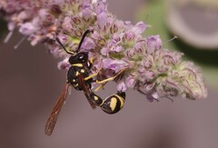Eumenes
