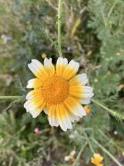 Glebionis coronaria