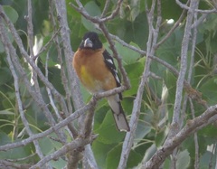 Pheucticus melanocephalus