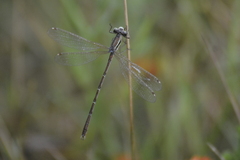 Lestes barbarus