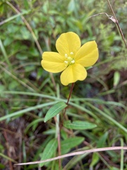 Ludwigia maritima