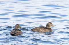 Somateria mollissima