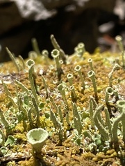 Cladonia chlorophaea