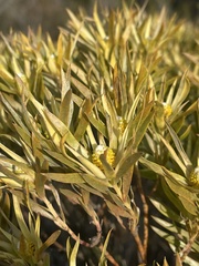 Leucadendron xanthoconus