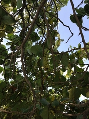 Coccoloba uvifera