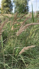 Calamagrostis epigejos