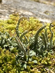 Cladonia chlorophaea