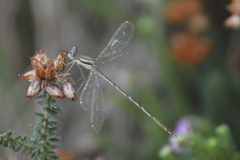 Lestes barbarus