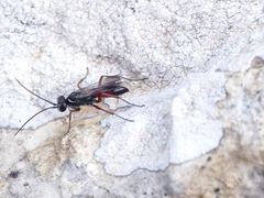 Agenioideus nubecula