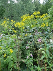 Silphium perfoliatum