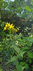 Helianthus divaricatus