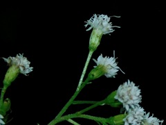 Ageratina roanensis