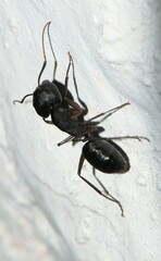 Camponotus compressus