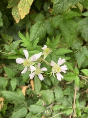 Rubus laciniatus