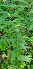 Helianthus divaricatus