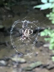 Neoscona domiciliorum