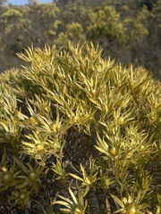 Leucadendron xanthoconus