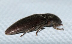 Elaterinae