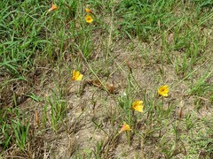 Zephyranthes tubispatha