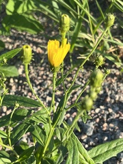 Hieracium umbellatum